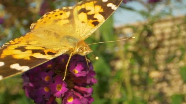 Vacker närbild skott gul monark fjäril mot trä bakgård staket — Stockvideo