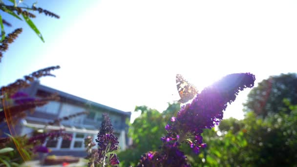 나비가 날아가기 직전에 꽃 꼭대기에 앉아 있는 짧은 비디오 — 비디오