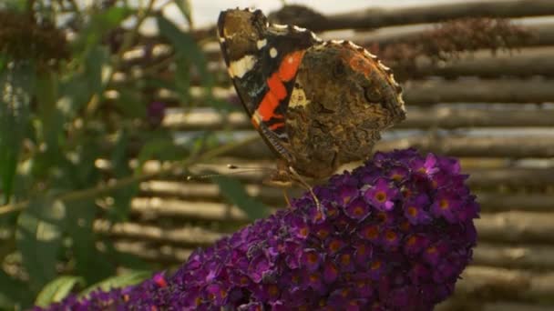 Primer plano de vídeo de una mariposa monarca con huellas naranjas en su ala — Vídeos de Stock