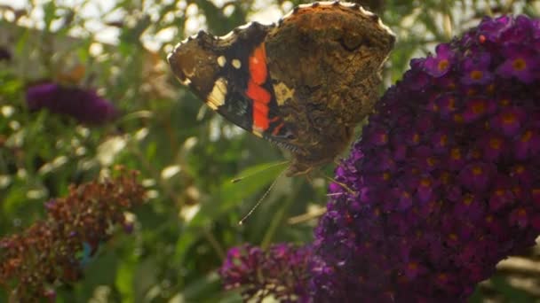 Nahaufnahme des Monarchfalters mit orangefarbenen Markierungen auf lila Blumen — Stockvideo