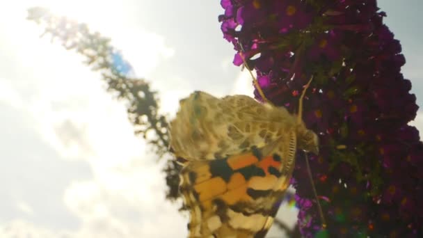 Primer plano de vídeo de una mariposa monarca asomándose a las flores púrpuras para alimentar — Vídeo de stock