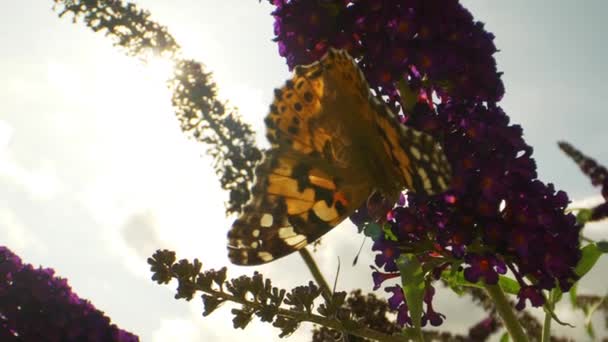 Clip van een gele monarch vlinder hangend aan paarse bloemen — Stockvideo