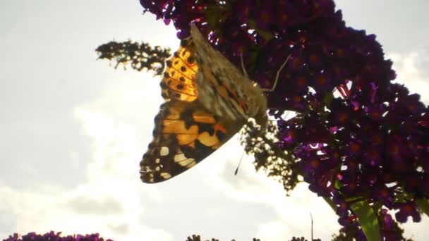 Blick von oben auf einen Monarchfalter, der senkrecht an lila Blumen hängt