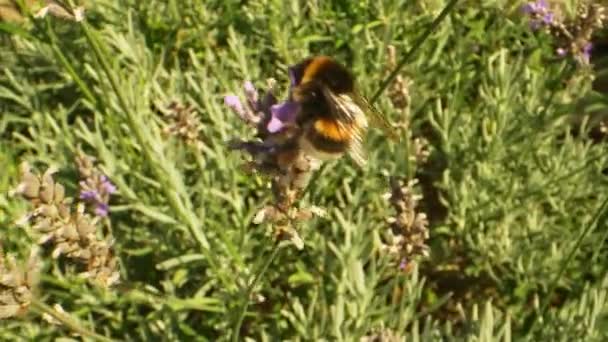 Flor de lavanda balançando e abelha — Vídeo de Stock
