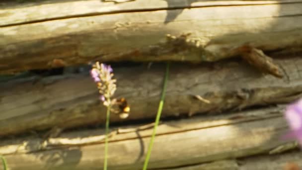 Nagyítás a makró lövés Űrdongó repülő méhecske körül levendula virág — Stock videók