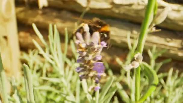 Ultra Primer plano de vídeo de abejorro en flor a continuación, vuela lejos — Vídeo de stock