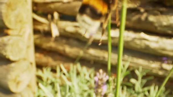 Pull Out Shot of Bee Flying in Lavender in een tuin — Stockvideo