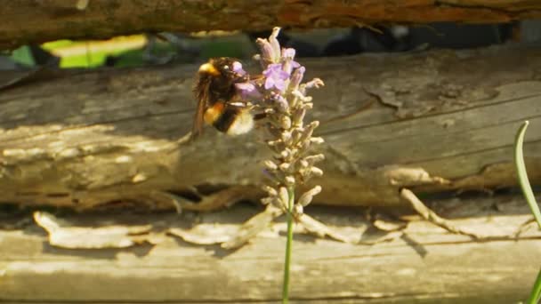 Makro skott av bin på lavendel knoppar sedan flyger iväg — Stockvideo