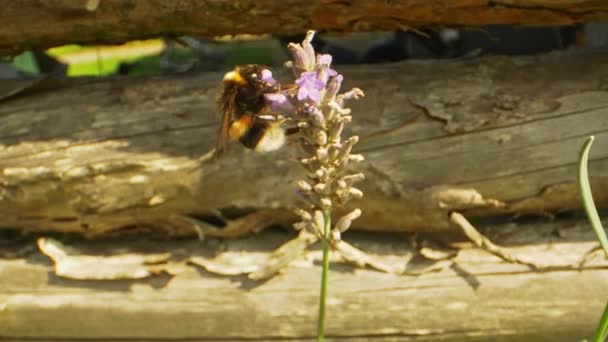 Makró méhecske levendulás rügyön, aztán elrepül.