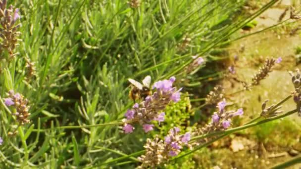 Lavendel bloemen en gras in de achtertuin en een hommel — Stockvideo