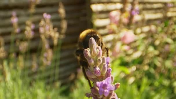 Bumblebee e fiore di lavanda in una bella giornata di sole — Video Stock