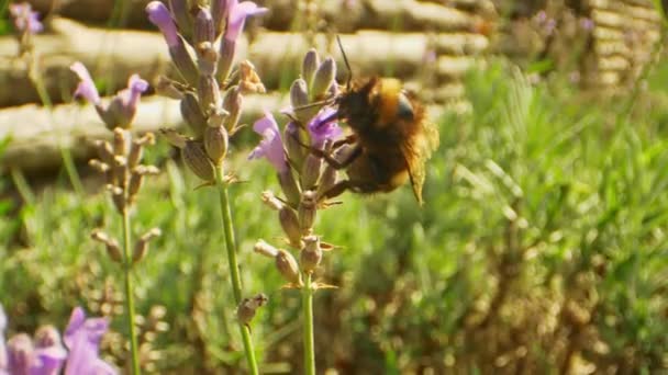 Ultra close-up Shot van hommel nippen nectar uit lavendel bloemen — Stockvideo