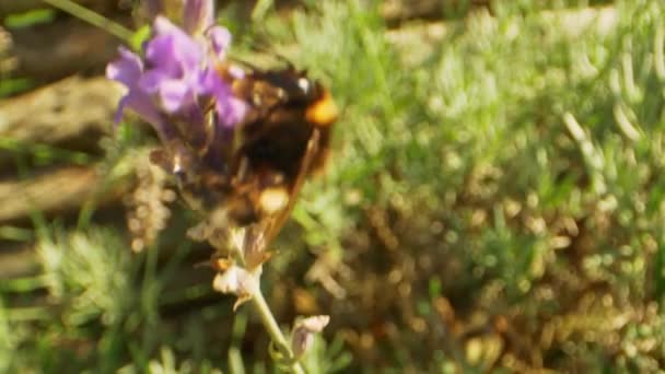 Flores de lavanda balanceándose con el viento y un abejorro — Vídeos de Stock