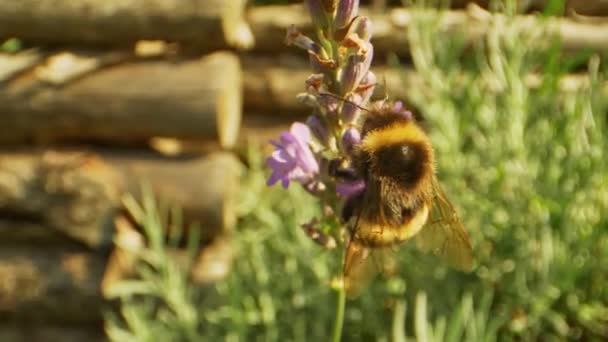 Detallado primer plano de Bumblebee escalando encima de la flor de lavanda para sorber el néctar — Vídeos de Stock