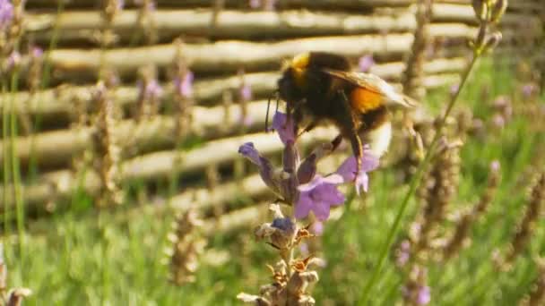 Single Lavender Stem and a Bumblebee — Stock Video