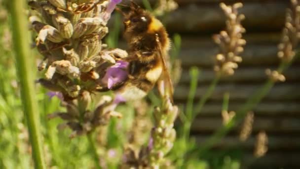 Lavanta Macro 'dan Bumblebee Nektar Yudumluyor — Stok video