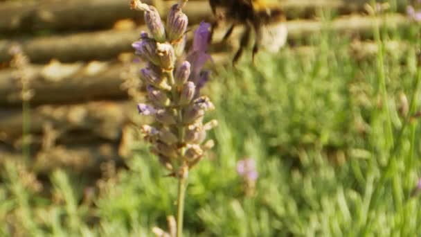 Hardworking Bumblebee vuela de una flor a otra en el patio trasero — Vídeos de Stock