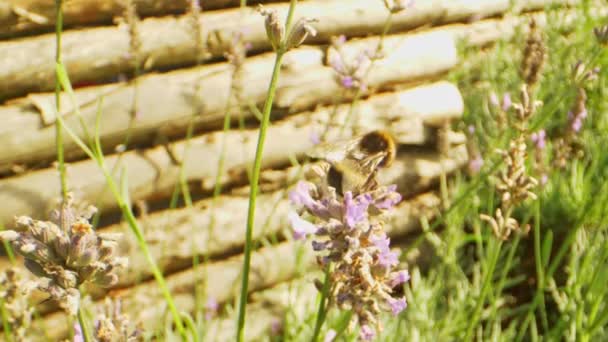 Hårt arbetande bin smuttar nektar från lavendel anläggning i bakgården — Stockvideo