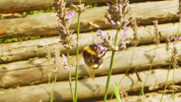 Beautiful Macro Shot of Bumblebee Along the Edges of Lavender Flower — Stock Video