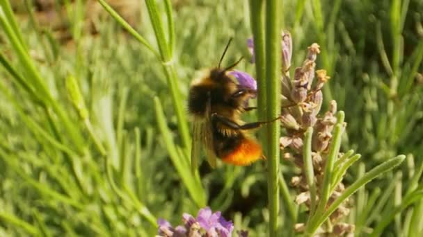 Bumblebee no jardim em um belo dia ensolarado — Vídeo de Stock