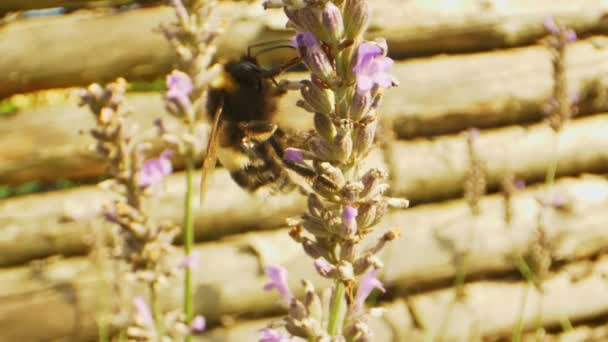 Prachtig schot hommel nippende nectar van lavendel bloem — Stockvideo