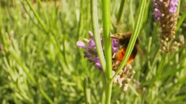 Bumblebee i aktion Flyger från en lavendel blomma till den andra — Stockvideo
