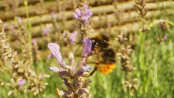 Makro skott av Worker Bee smuttar nektar från lavendel blomma — Stockvideo