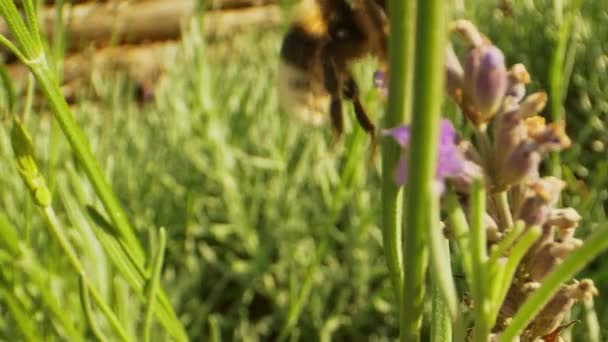 Seguimiento de Macro Shot of Bumblebee Volando en el jardín — Vídeos de Stock