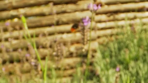 Rozostřeno na zaostřené makro záběr čmeláka v zahradě — Stock video