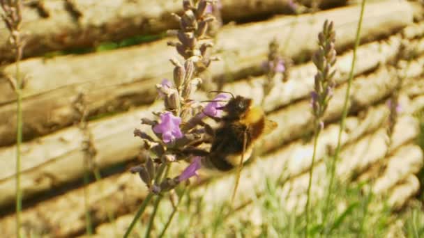 Wunderbarer Hummelschuss auf Lavendelblüte, während sie Nebel daraus schlürft — Stockvideo