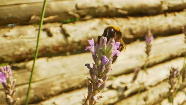Macro Shot de abelha e flor de lavanda em um dia ensolarado quente — Vídeo de Stock