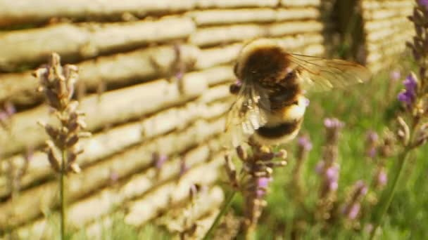 1つの花から別の花へ飛んで庭でバンブルビーのパンニングマクロショット — ストック動画