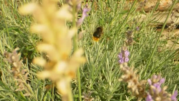 Hommel vliegen rond achtertuin tuin van lavendel bloemen — Stockvideo