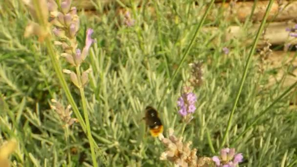 后院里一只大黄蜂运动的特写镜头 — 图库视频影像