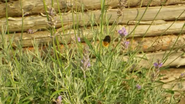Amazing Macro Shot of Bumblebee Flying Around Garden on a Sunny Day — Stock Video