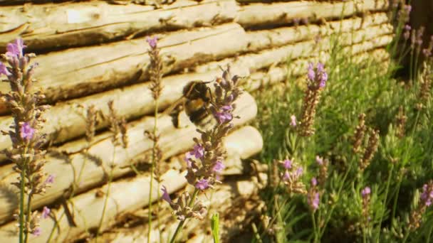 Bahçede bir çiçekten diğerine uçan yaban arısı — Stok video
