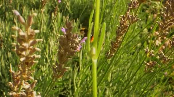 Hommel en gedroogde lavendelbloemen onder de zon — Stockvideo