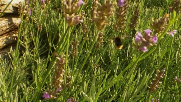 Backyard Κήπος με Λεβάντα λουλούδια και δύο αγριομέλισσες πετούν γύρω — Αρχείο Βίντεο