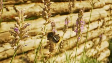 Bumblebee ve Wings arka planda lavanta ile kameraya karşı kanat çırpıyor