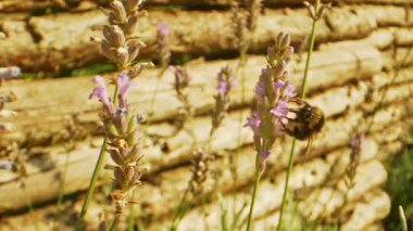 Lavanta çiçekleri ve Bumblebee (Makro)