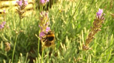 Lavanta çiçekleriyle dolu bir bahçede yaban arısı