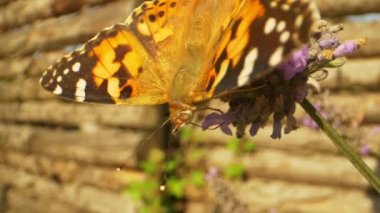 Odaklanmış Orange Butterfly Tozlaştırıcı Lavanta Bitkisi
