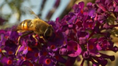 Bumblebee Arka Bahçedeki Mor Çiçek Bahçesinde