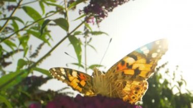 Sarı Kral Kelebeği Mor Çiçekler Üzerinde Çerçeveden Uçuyor