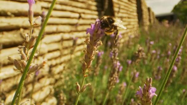 라벤더 꽃으로 뒤덮인 옥외 정원에 있는 벌 인형의 매크로 샷 — 비디오