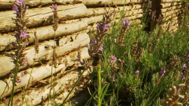 Dos abejorros zumbando en el jardín en un día soleado brillante — Vídeos de Stock