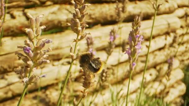 Hommel en vleugels flapperen tegen camera met lavendel in achtergrond — Stockvideo
