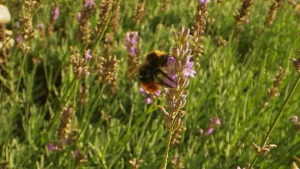 Ultra close-up Shot of Bee in de tuin op een hete zonnige dag — Stockvideo