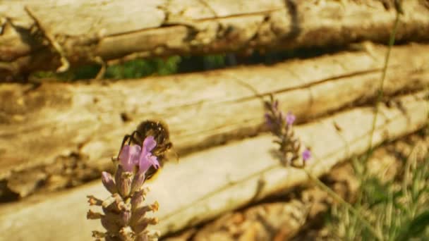 Hermoso primer plano Shot of Bumblebee en flor de lavanda — Vídeos de Stock