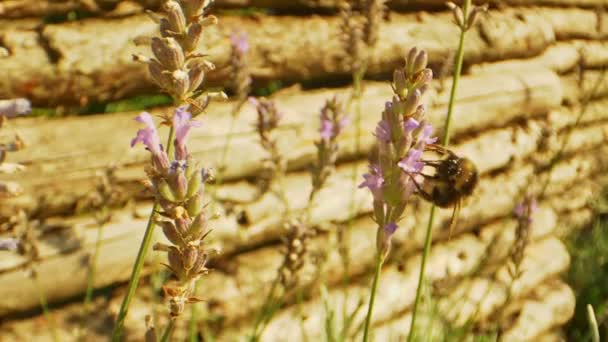 Ljusa trädgården fylld med lavendel blommor och humla (Macro) — Stockvideo